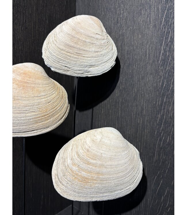 NU PUUR & GROEN Schelpen naturel - Set van 3