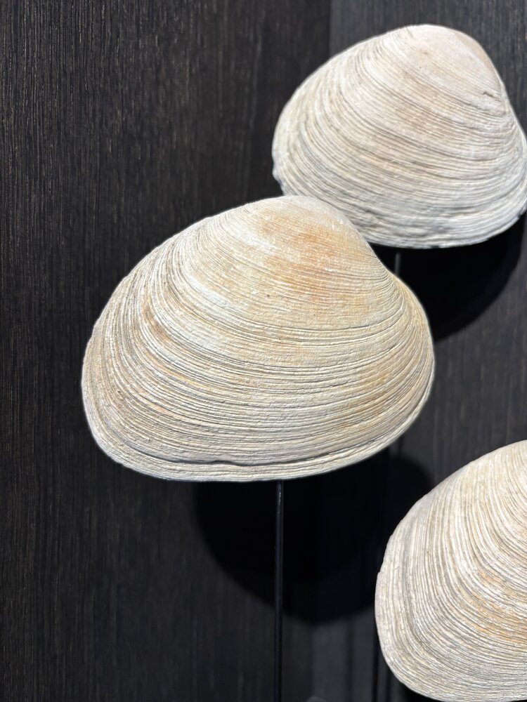 NU PUUR & GROEN Natural shells - Set of 3 NU PUUR & GROEN Natural shells - Set of 3