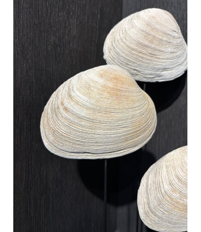 NU PUUR & GROEN Schelpen naturel - Set van 3