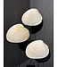 NU PUUR & GROEN Schelpen naturel - Set van 3