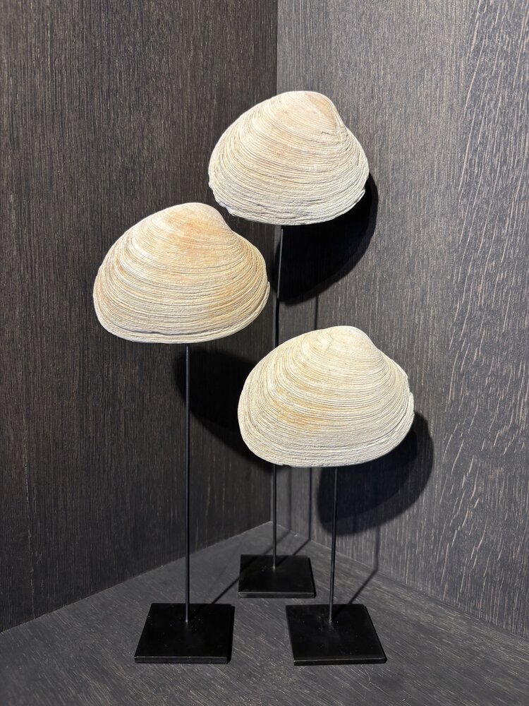 NU PUUR & GROEN Schelpen naturel - Set van 3 NU PUUR & GROEN Schelpen naturel - Set van 3