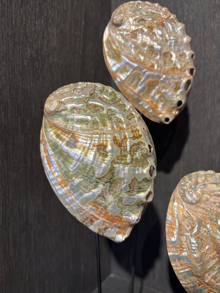 NU PUUR & GROEN Abelone Schelpen - Set van 3 NU PUUR & GROEN Abelone Schelpen - Set van 3