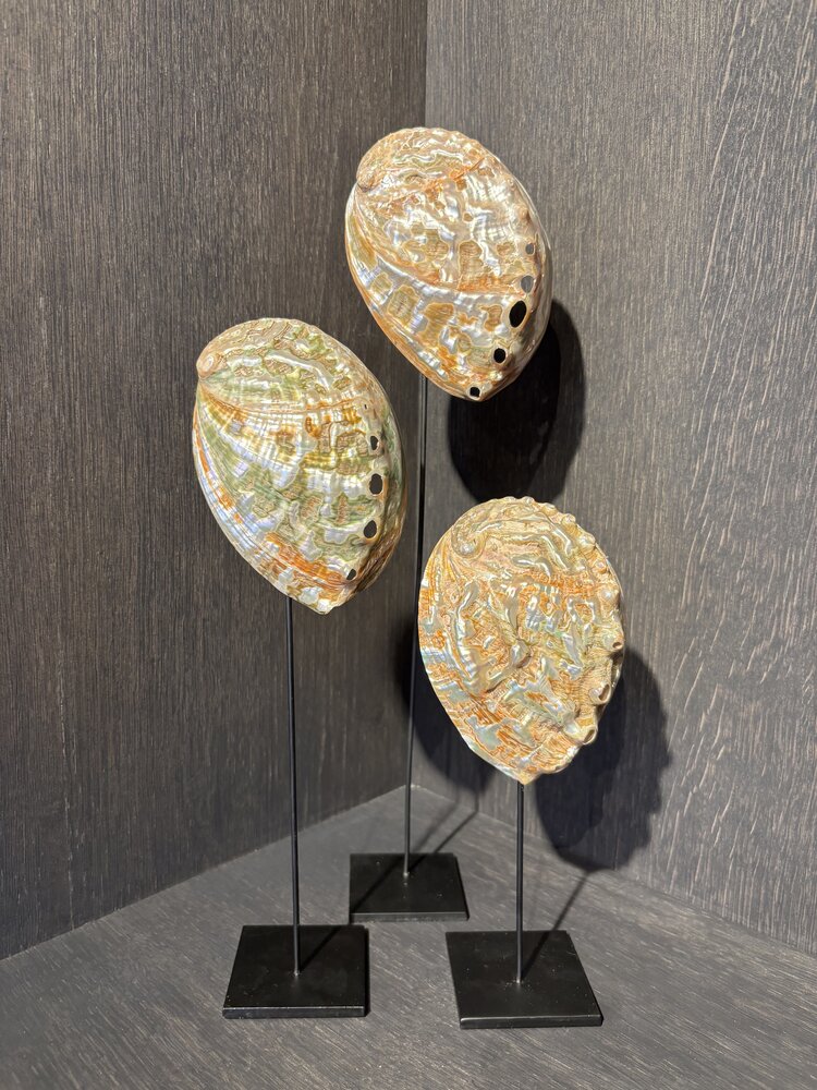 NU PUUR & GROEN Abelone Schelpen - Set van 3 NU PUUR & GROEN Abelone Schelpen - Set van 3