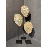 NU PUUR & GROEN Coquillages d'ormeau - Lot de 3 NU PUUR & GROEN Coquillages d'ormeau - Lot de 3