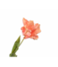 SILK-KA Tulp Steel Perzik | 71 cm