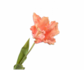 Tulip Stem Peach | 71 cm