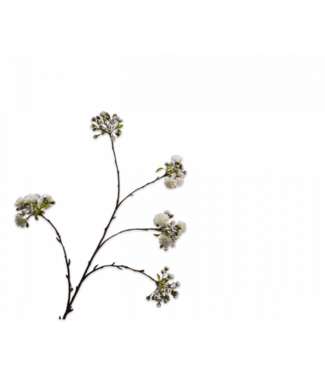 SILK-KA Bloesem Tak Creme | 132 cm