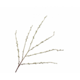 SILK-KA Ramo di salice verde | 111 cm SILK-KA Ramo di salice verde | 111 cm