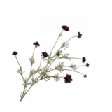 SILK-KA Skabiosenzweig Lila DK | 127 cm SILK-KA Skabiosenzweig Lila DK | 127 cm