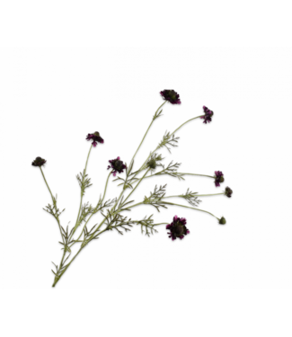SILK-KA Scabiosa-gren lilla DK | 127 cm