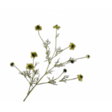 SILK-KA Branche de scabieuse verte | 127 cm SILK-KA Branche de scabieuse verte | 127 cm