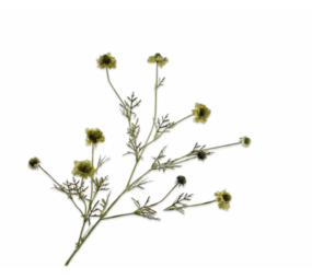 SILK-KA Scabiosa-gren grønn | 127 cm SILK-KA Scabiosa-gren grønn | 127 cm