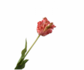 Tulip Stem Pink/Beauty RT | 71 cm
