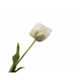 SILK-KA Tige de tulipe blanche | 66 cm
