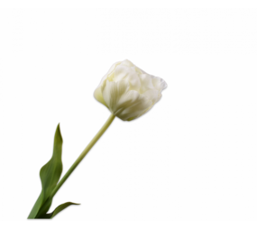 SILK-KA Tallo de tulipán blanco | 66 cm SILK-KA Tallo de tulipán blanco | 66 cm