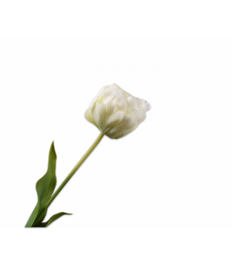 SILK-KA Tulip Stem White | 66 cm