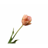 SILK-KA Tige de tulipe pêche/verte | 66 cm