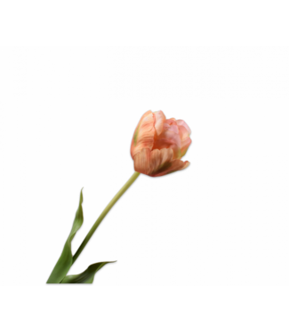 SILK-KA Tallo de tulipán melocotón/verde | 66 cm