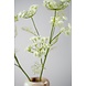 SILK-KA Dill Branch Cream | 79 cm SILK-KA Dill Branch Cream | 79 cm