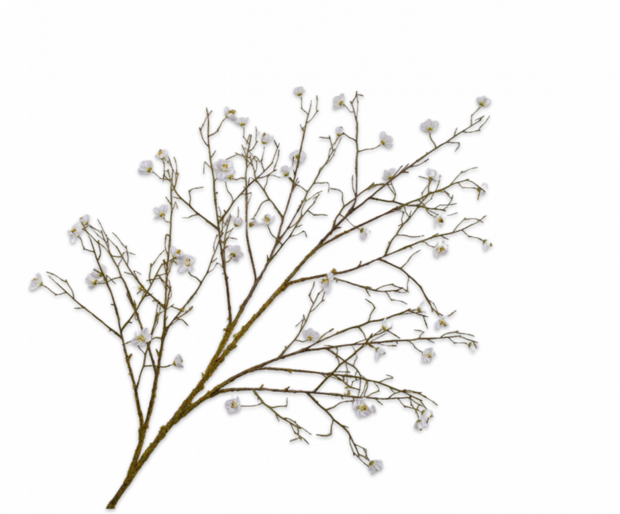 SILK-KA Bloesem Tak Wit | 133 cm SILK-KA Bloesem Tak Wit | 133 cm
