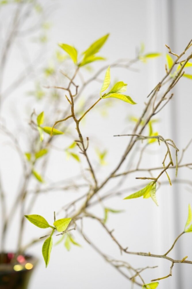 SILK-KA Wilgentak Groen | 107 cm SILK-KA Wilgentak Groen | 107 cm