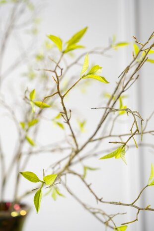 SILK-KA Rama de sauce verde | 107 cm SILK-KA Rama de sauce verde | 107 cm