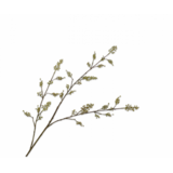 SILK-KA Bærgren Grønn | 112 cm