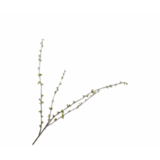 SILK-KA Branche Amelanchier Vert | 121 cm SILK-KA Branche Amelanchier Vert | 121 cm