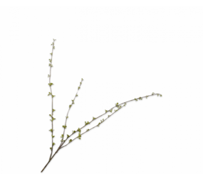 SILK-KA Ramo Amelanchier Verde | 121cm SILK-KA Ramo Amelanchier Verde | 121cm