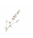 SILK-KA Delphinium Tak Creme/Roze | 101 cm