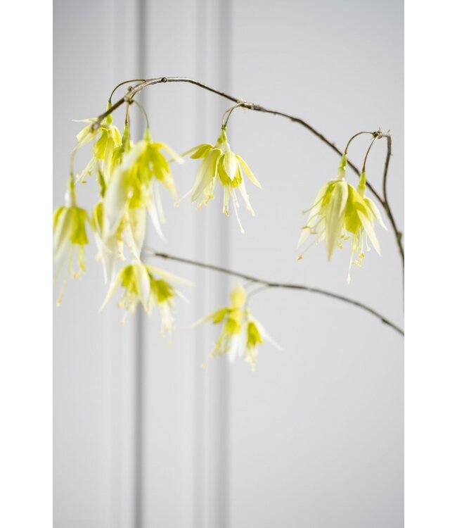 SILK-KA Fuchsia Branch Weiß/Grün | 128 cm