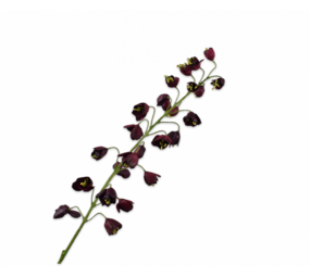 SILK-KA Rama de fritillaria Burdeos | 111 cm