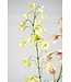 SILK-KA Fritillaria Tak Groen | 111 cm