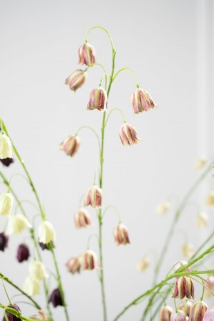 SILK-KA Ramo di Fritillaria Bordeaux/Verde | 97 cm SILK-KA Ramo di Fritillaria Bordeaux/Verde | 97 cm