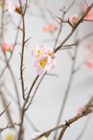 SILK-KA Ramo in fiore rosa LT | 154 cm SILK-KA Ramo in fiore rosa LT | 154 cm