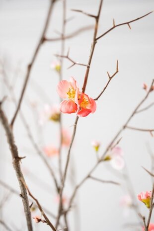 SILK-KA Blossom Branch Beauty | 154 cm SILK-KA Blossom Branch Beauty | 154 cm