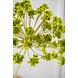 SILK-KA Dill Stem Green | 85 cm