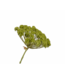 SILK-KA Dill Stem Green | 85 cm
