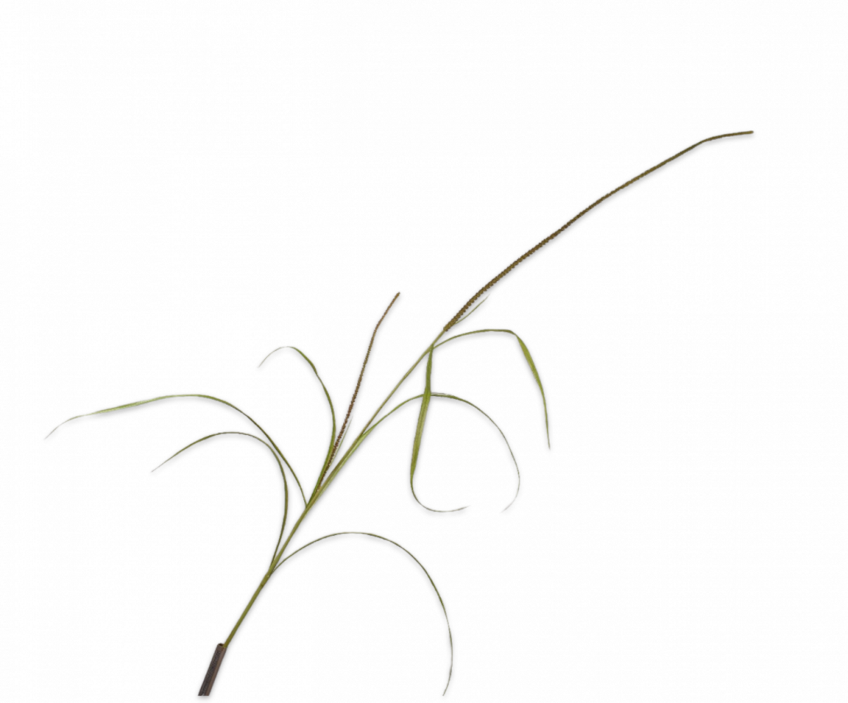 SILK-KA Ramo d'erba verde | 178 cm SILK-KA Ramo d'erba verde | 178 cm