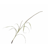 SILK-KA Rama de hierba verde | 178 cm SILK-KA Rama de hierba verde | 178 cm