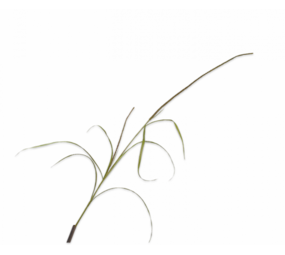 SILK-KA Branche d'herbe verte | 178 cm SILK-KA Branche d'herbe verte | 178 cm
