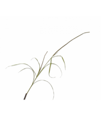 SILK-KA Grass Branch Green | 178 cm