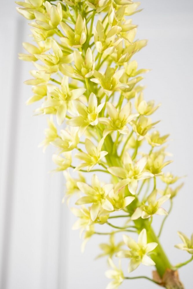 SILK-KA Eucomis Branch Green | 106 cm SILK-KA Eucomis Branch Green | 106 cm