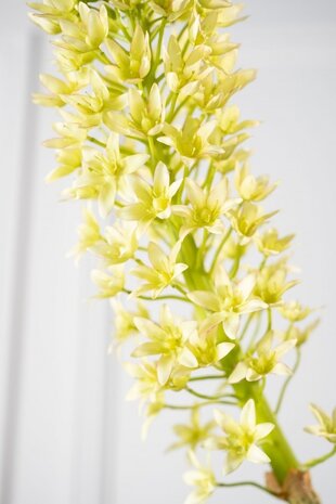 SILK-KA Eucomis Branch Green | 106 cm SILK-KA Eucomis Branch Green | 106 cm