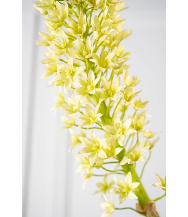 SILK-KA Eucomis-gren grønn | 106 cm