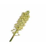 SILK-KA Rama de Eucomis Verde | 106 cm SILK-KA Rama de Eucomis Verde | 106 cm