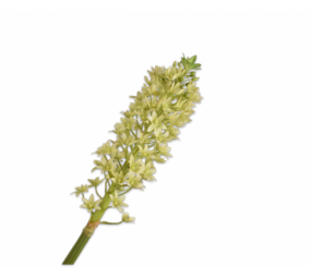 SILK-KA Rama de Eucomis Verde | 106 cm SILK-KA Rama de Eucomis Verde | 106 cm