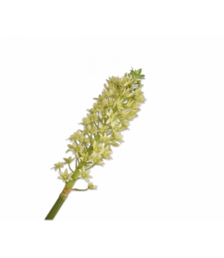 SILK-KA Eucomis-gren grønn | 106 cm