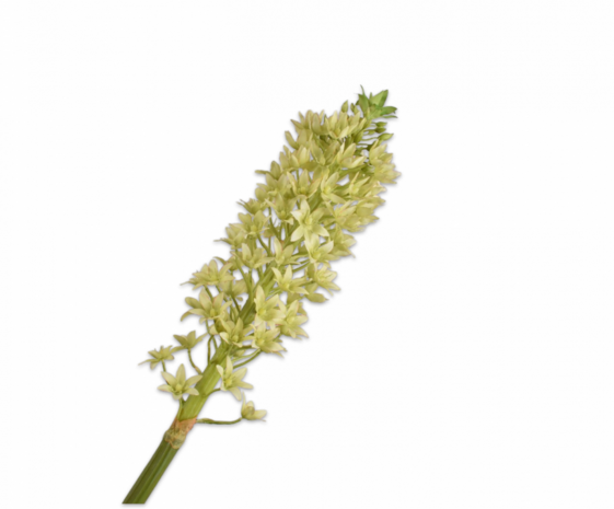 SILK-KA Eucomis Branch Green | 106 cm SILK-KA Eucomis Branch Green | 106 cm