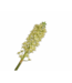 SILK-KA Eucomis Tak Groen | 106 cm